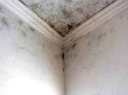 Reliable Springfield, OH Mold Remediation Solutions